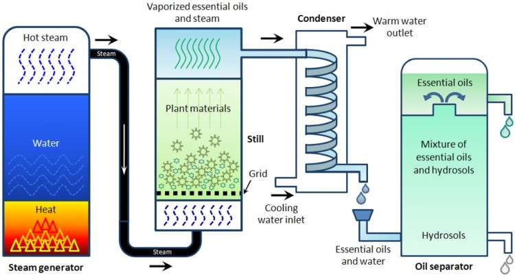 Essential Oils
